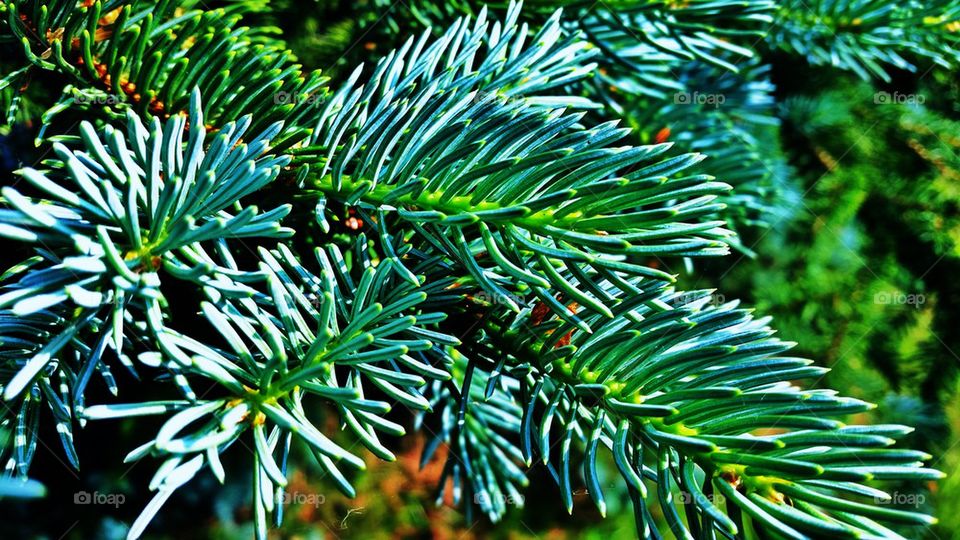 Blue Spruce Needles