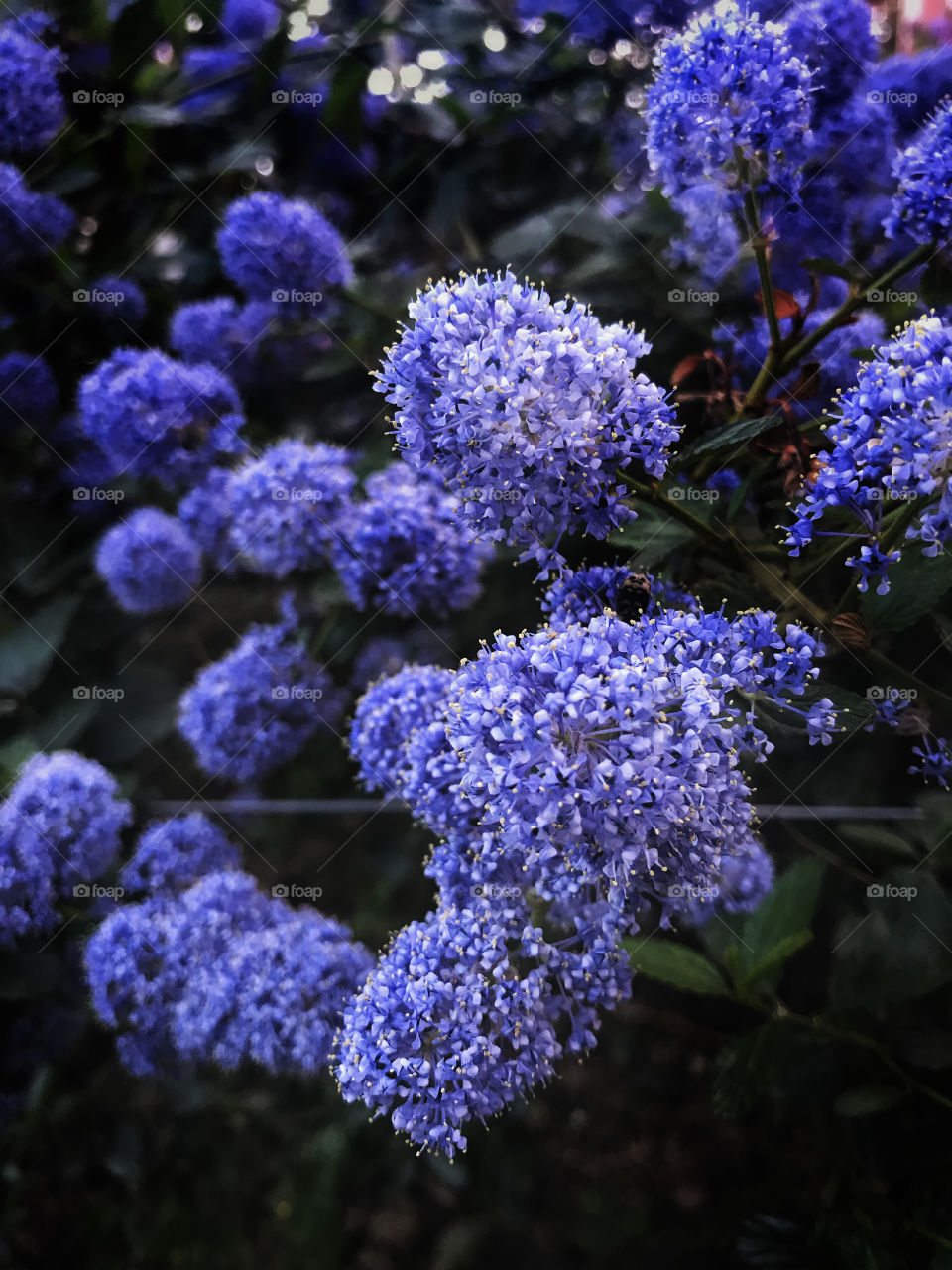 Beautiful blooming purple flowers close up.