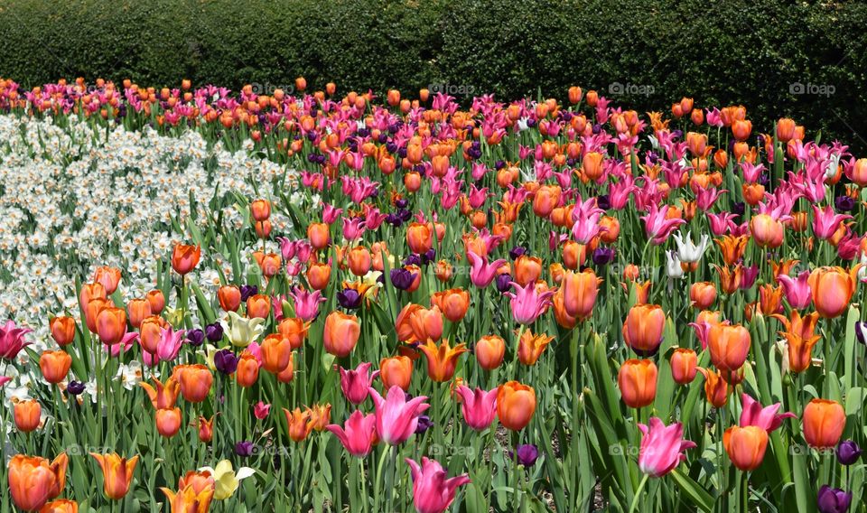 Tulips. Conservatory Garden in Central Park NYC