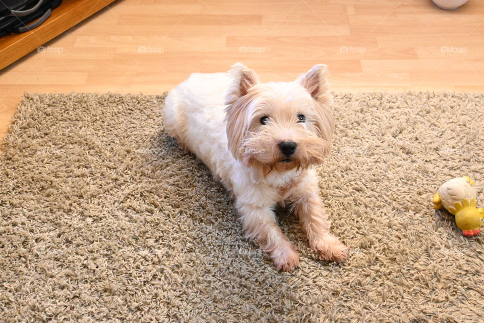 Westie on the rug