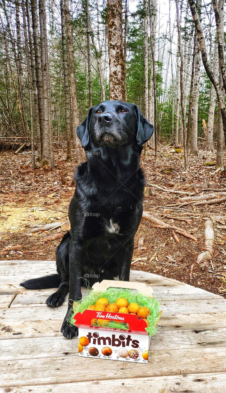 A Canadian dogs Easter 'egg' hunt with Tim Hortons Timbits.