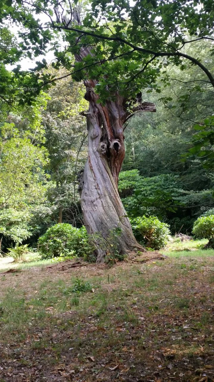 England tree