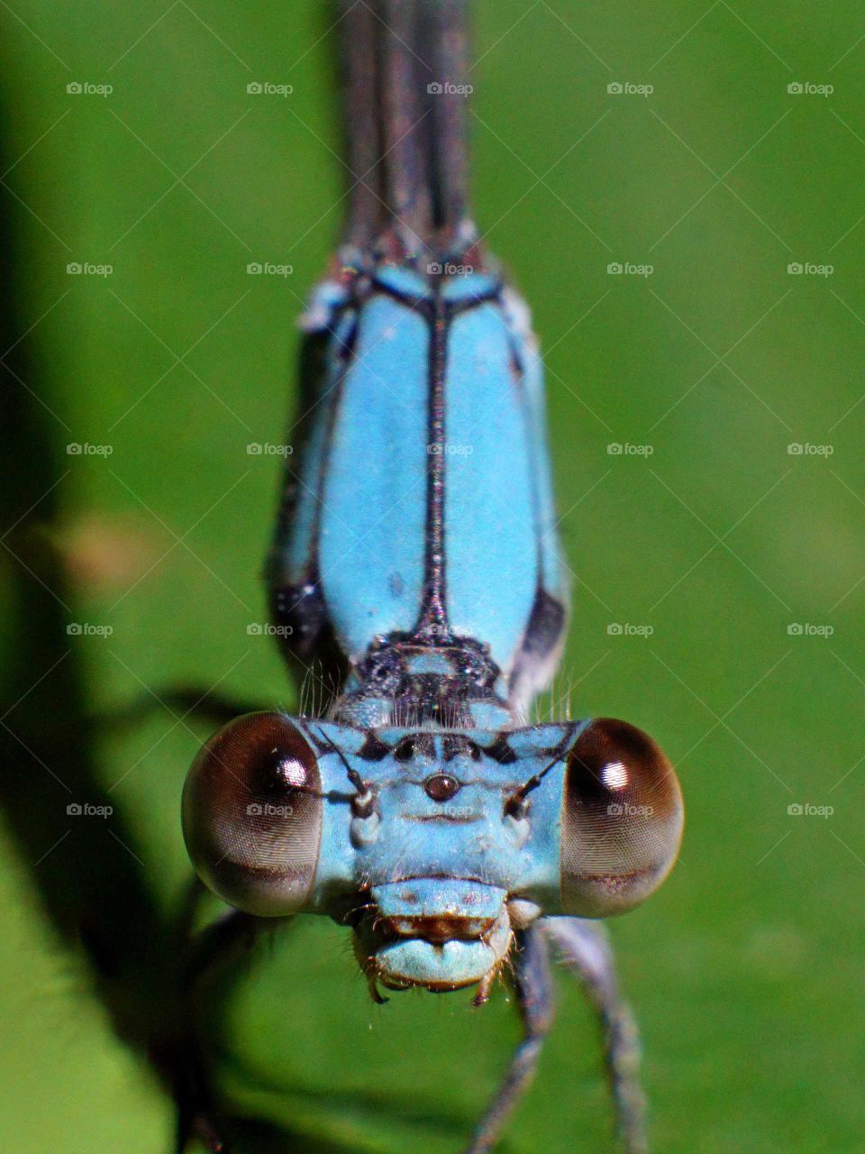 blue dragonfly