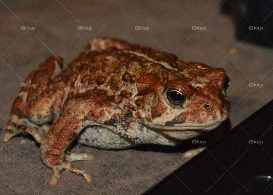 Toad