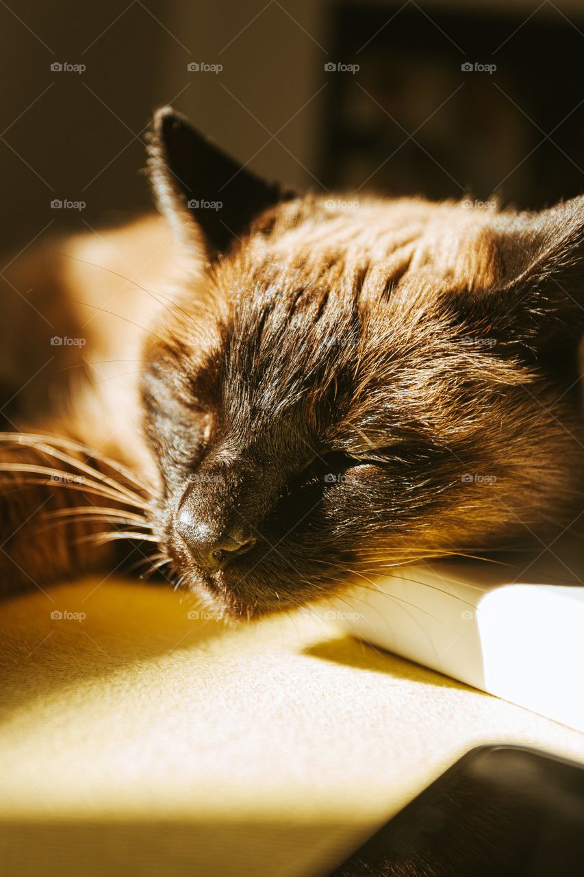 A Sleeping Cat In The Sun
