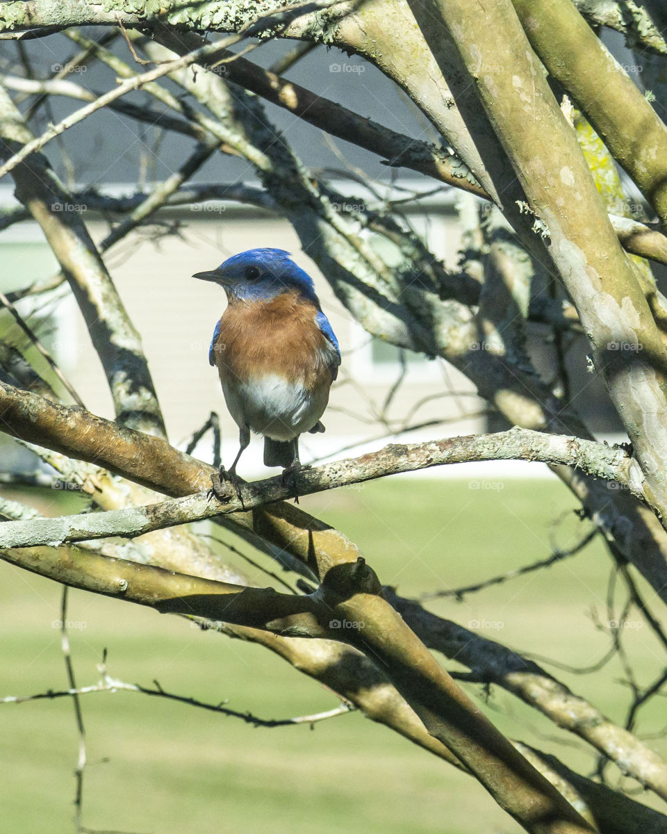 Bluebird sitting on a branch