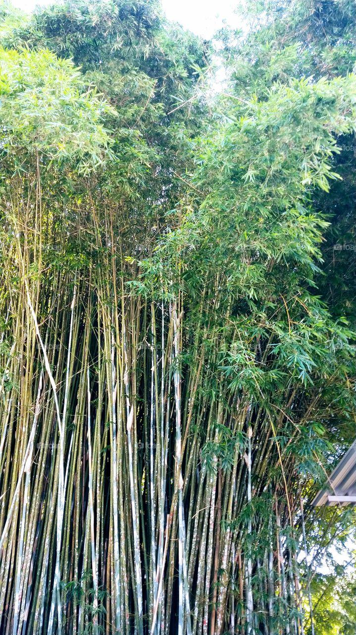 Bambu.Bamboo