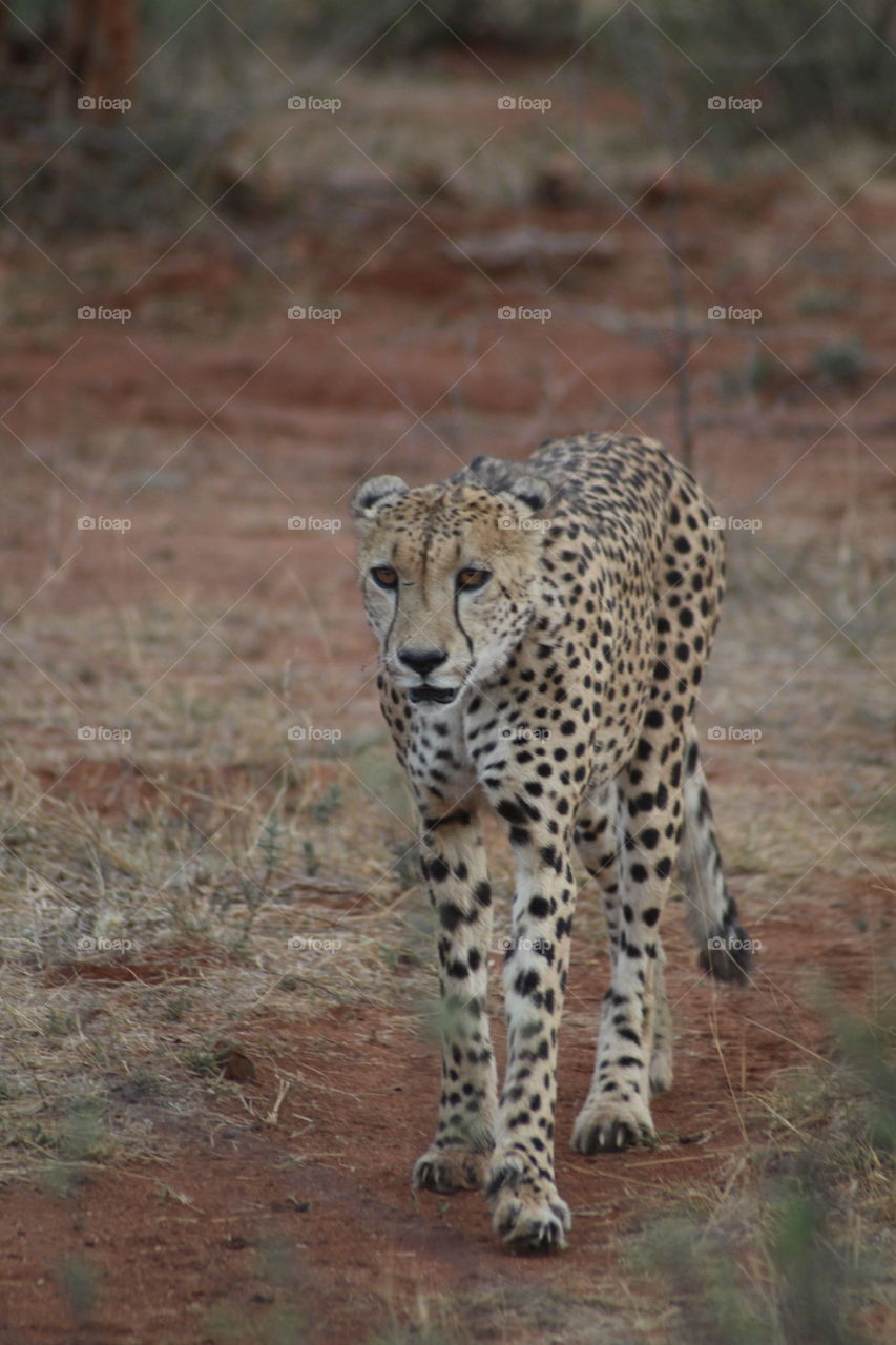 Beautiful cheetah