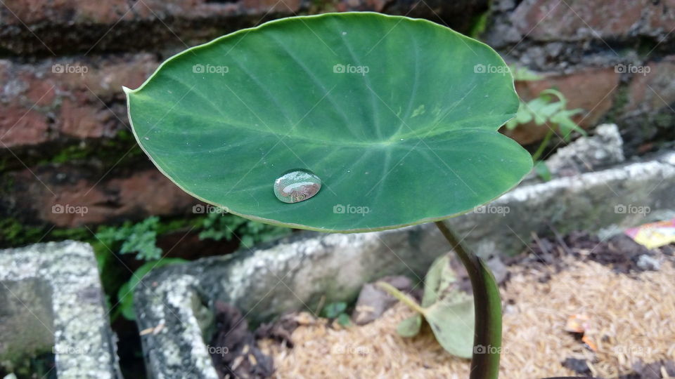 taro leaf and water drop. water drop on a taro leaf