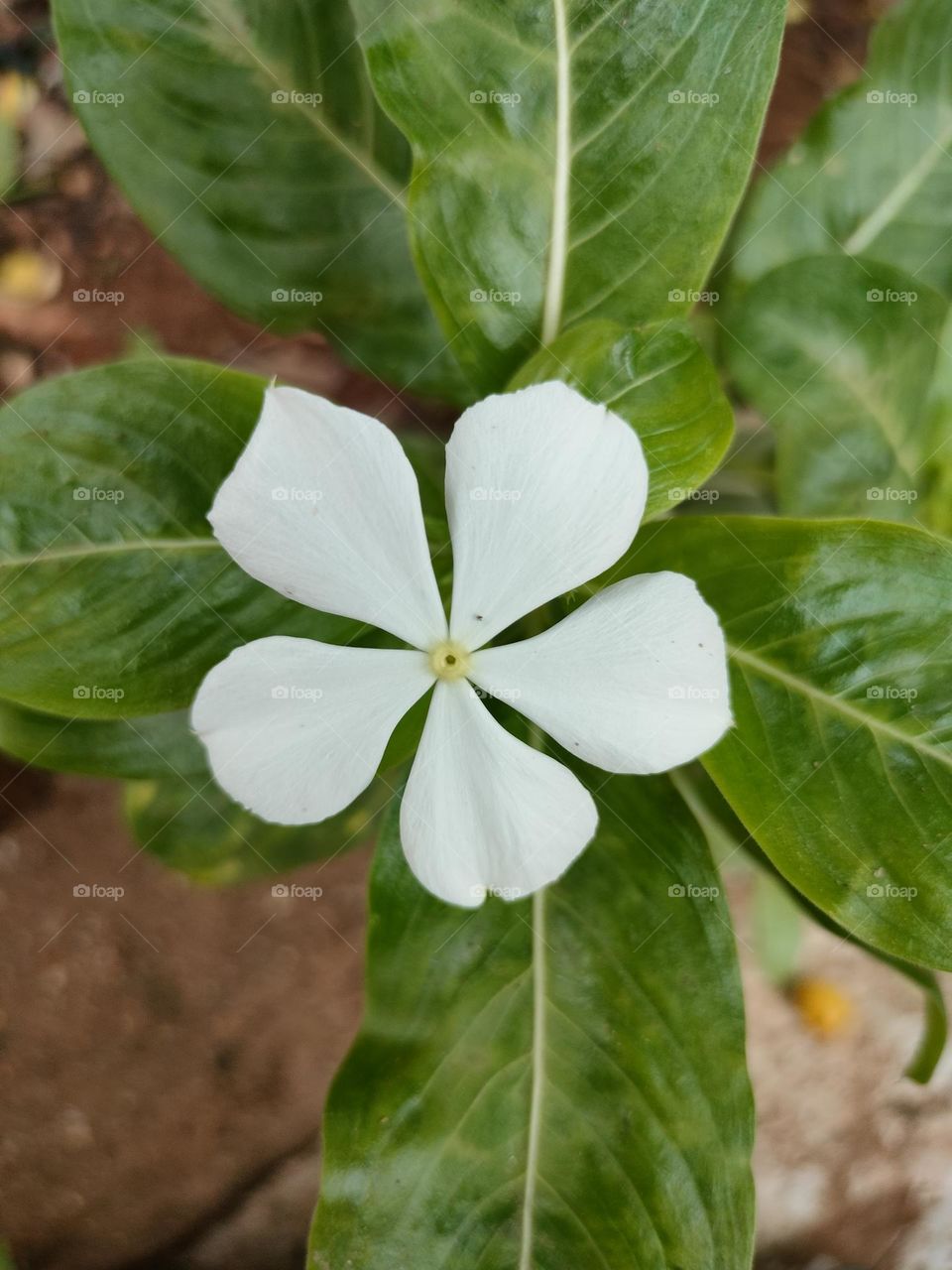 white Flower