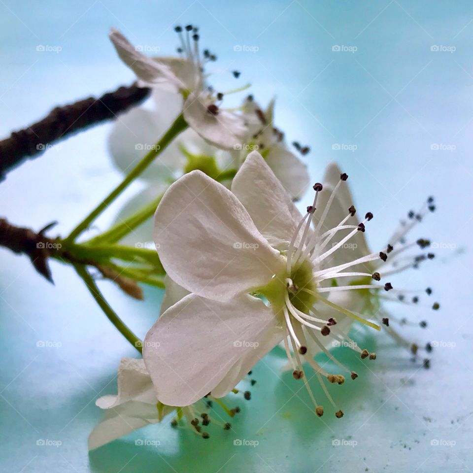 Flowering Pear Tree Blooms