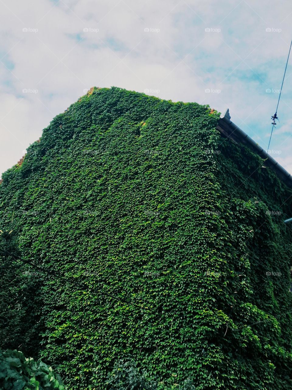 ivy on the building