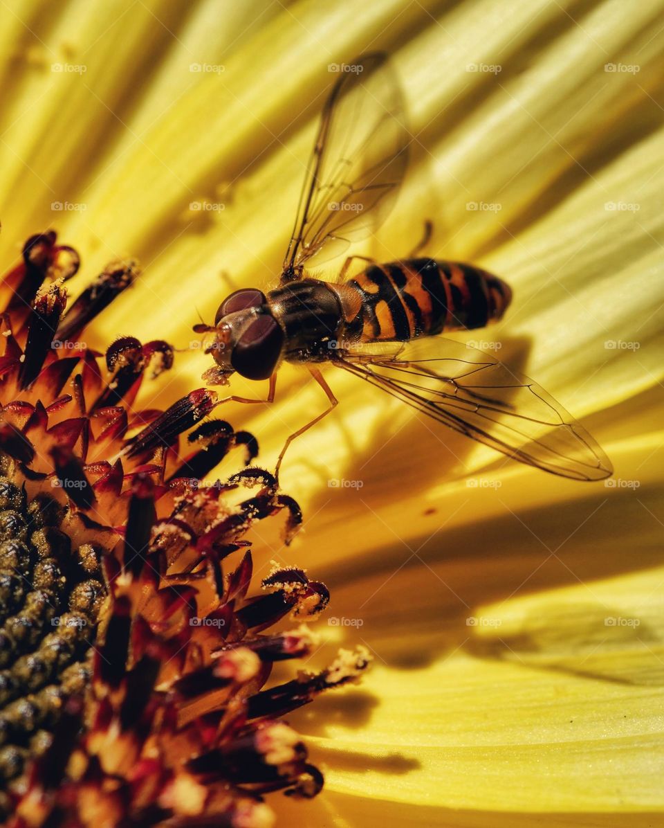 Hoverfly searching for nectar