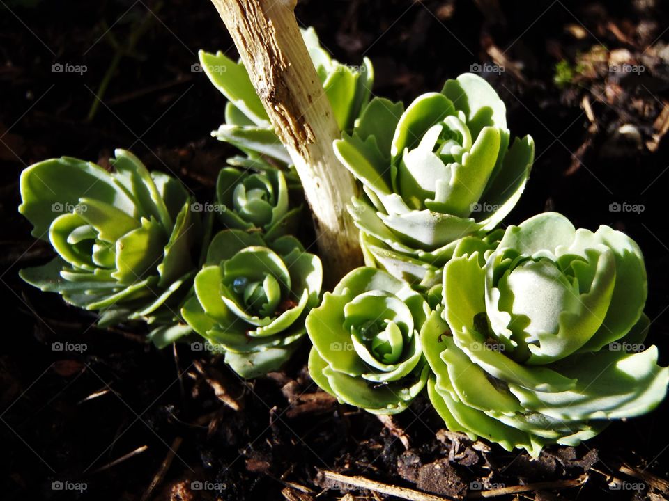 Generation of sedums 