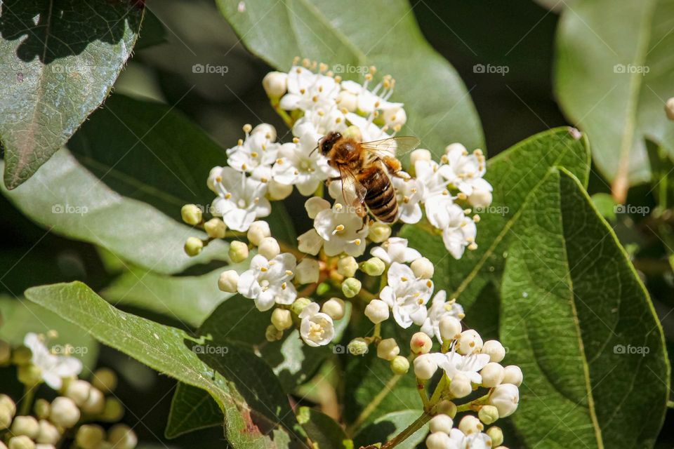 Bee at the white spring flowers