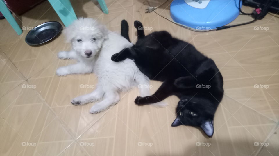 Raguel (dog) and Titsala (cat) rest together.