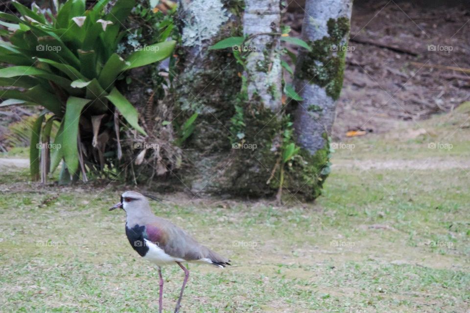 quero-quero no quintal