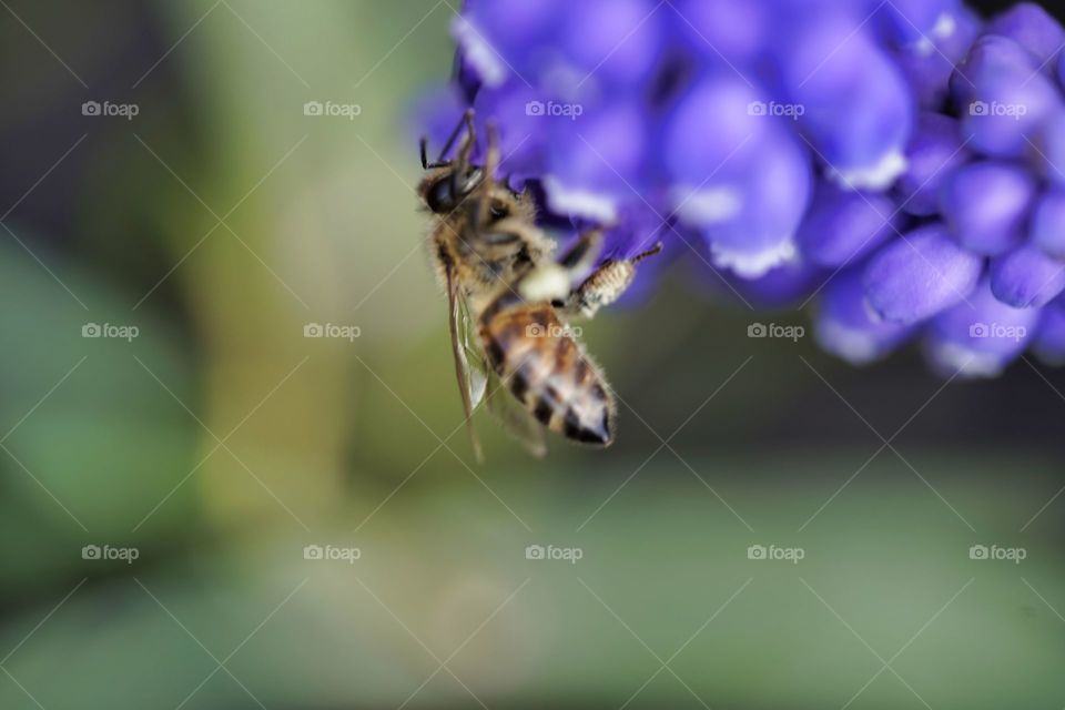 bee