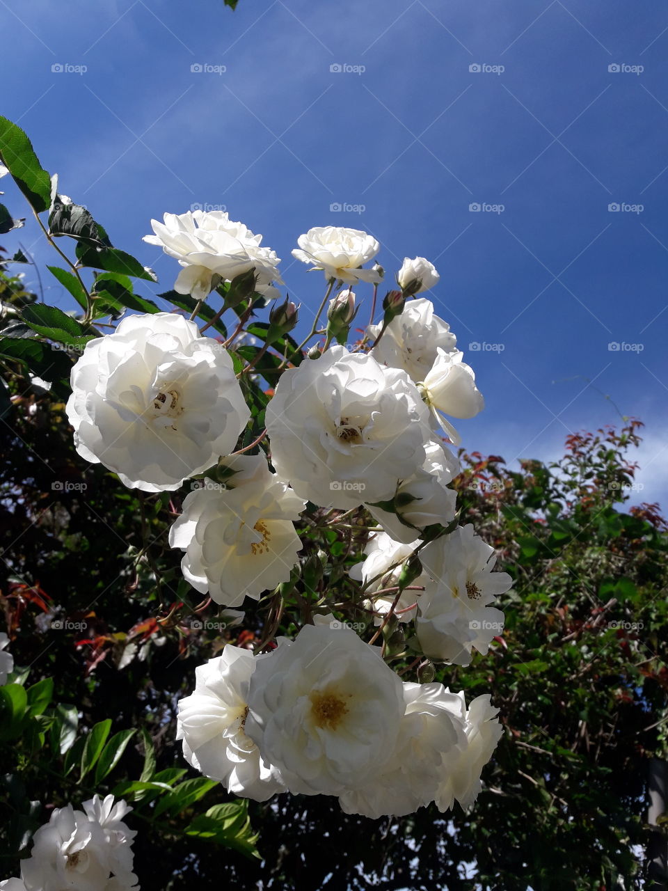White Roses 🌹