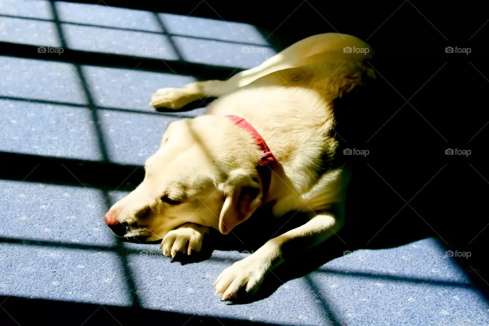 Dog tired
