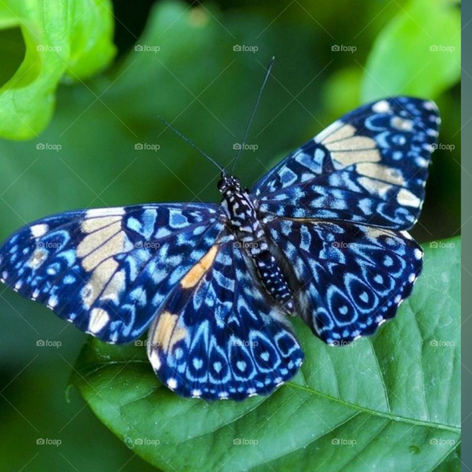 coloutful butterfly.