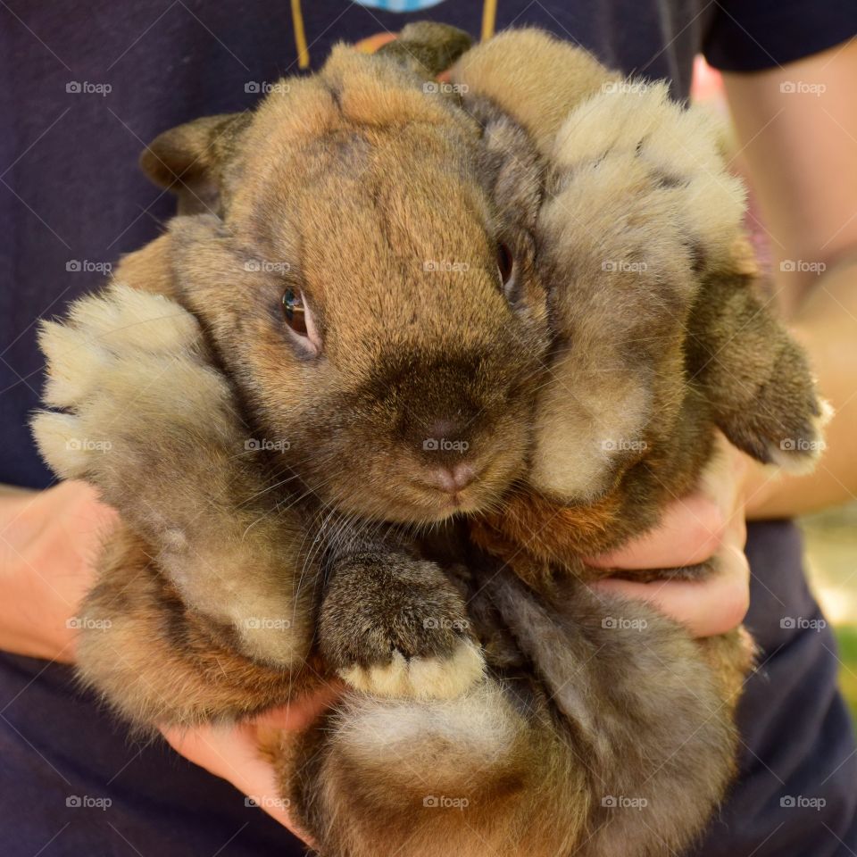 brown fluffy rabbit held by person