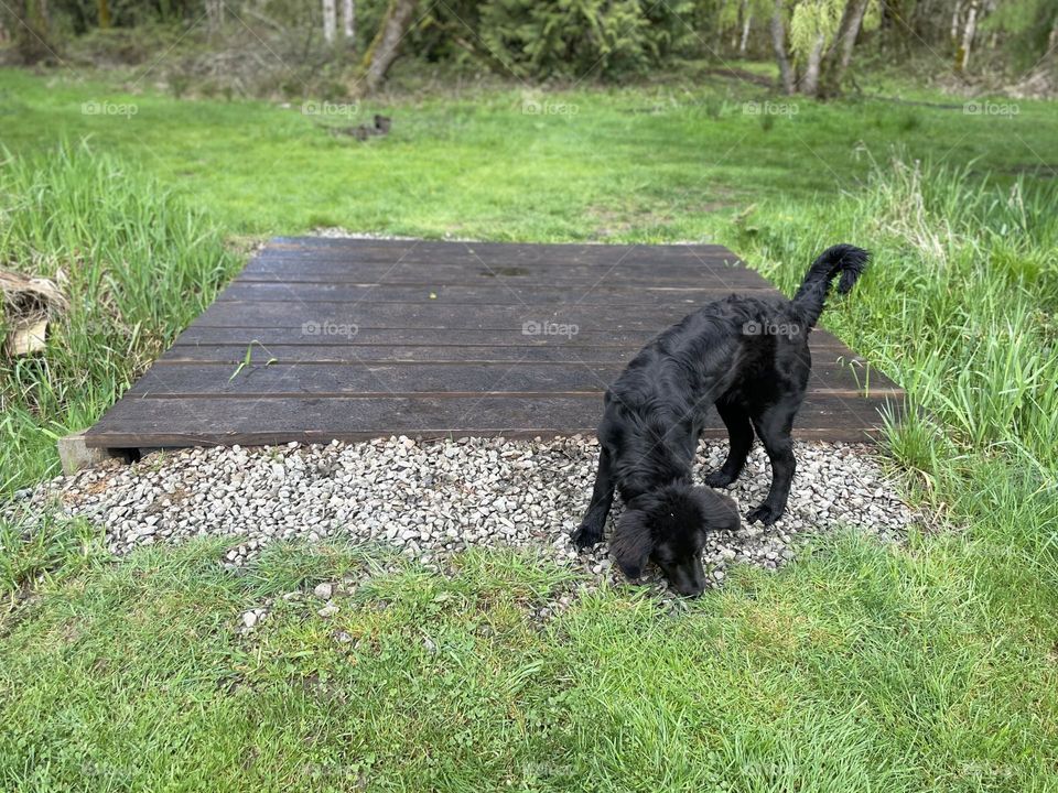 dog sniffing on a walk in spring