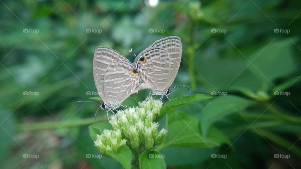 A pair of little butterflies making love on a blooming flower