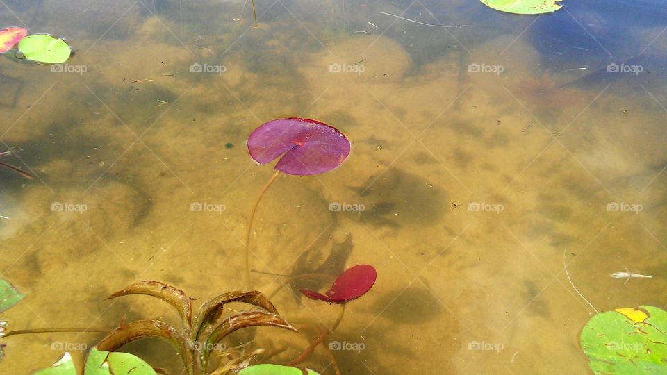 Lilly pad at the lake