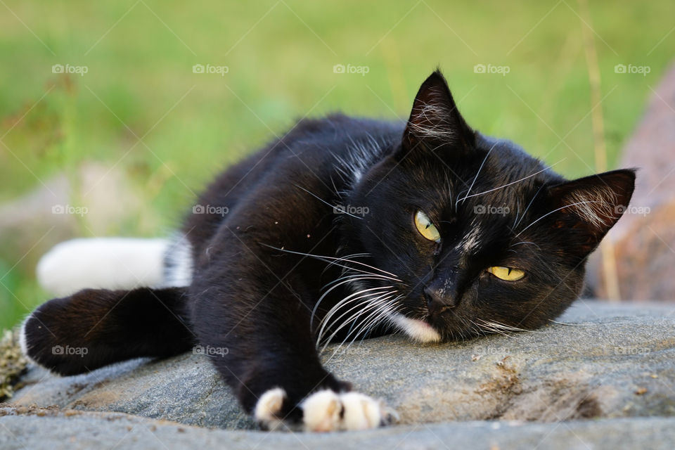 black cat resting on a sun warmed stone