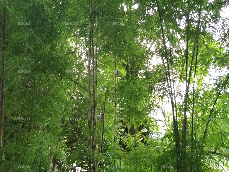 bamboo