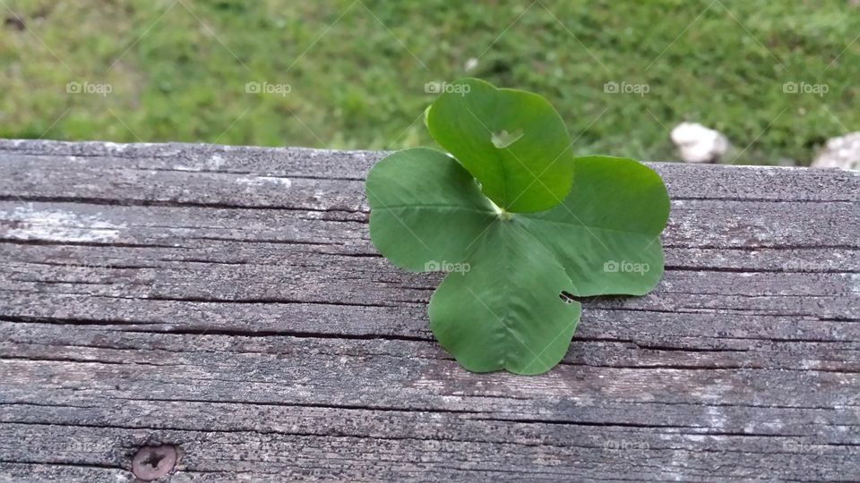 Four Leaf Clover. picked up while mowing yard