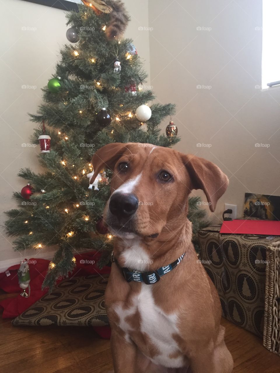 Christmas, Winter, Dog, Christmas Tree, Mammal