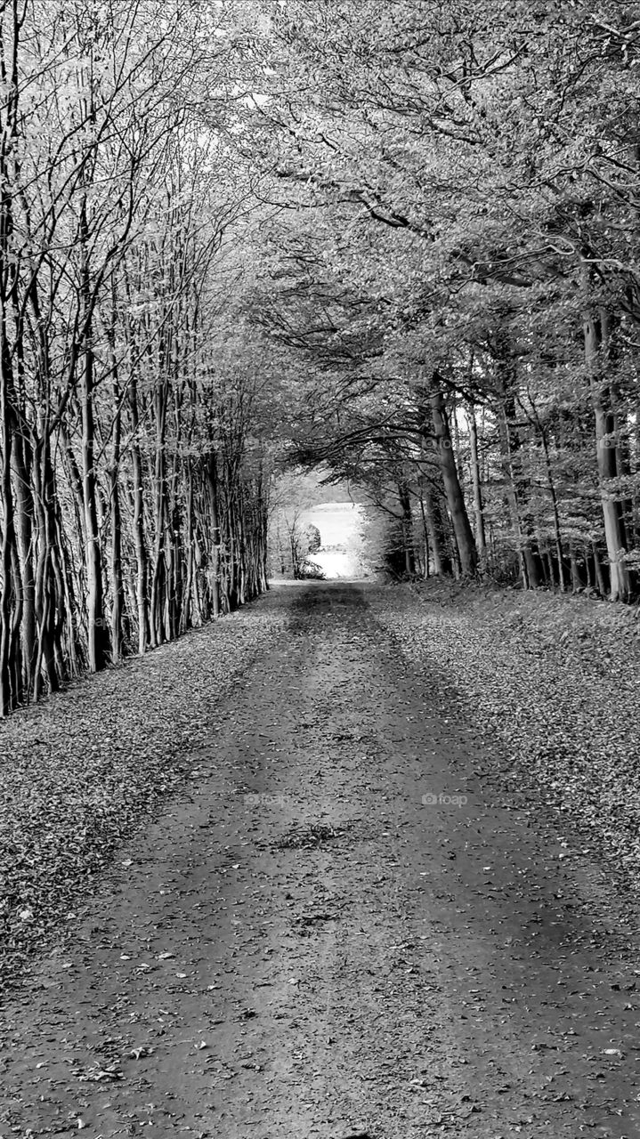 Lane in the forest in black and white