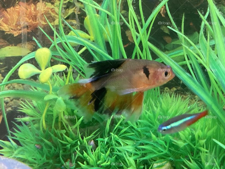 Red veil tail serpae tetra with neon tetra 