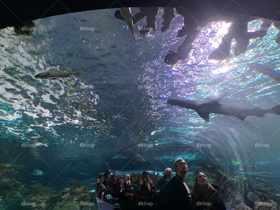 Ripleys aquarium