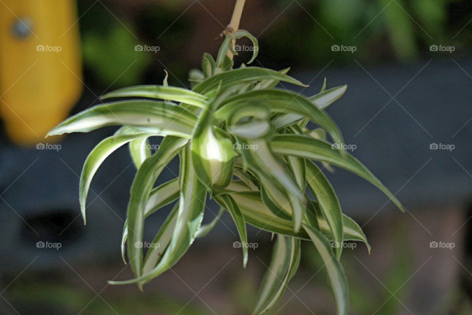 Spider Plant 
Green and White
Springs 
California