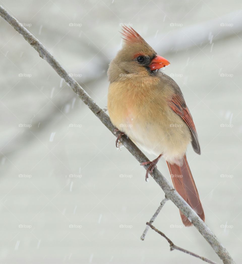 Cardinal perching on twig