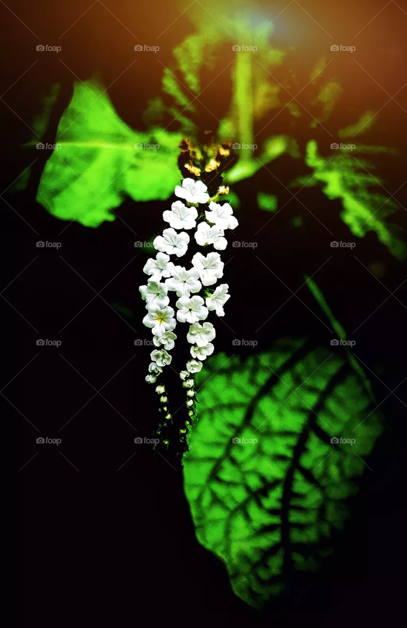 beauty...💚💚