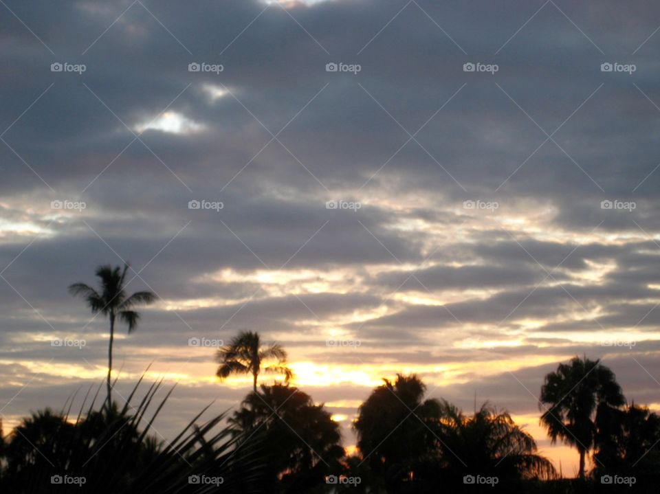 Tropic Night. Palms and Evening Sky