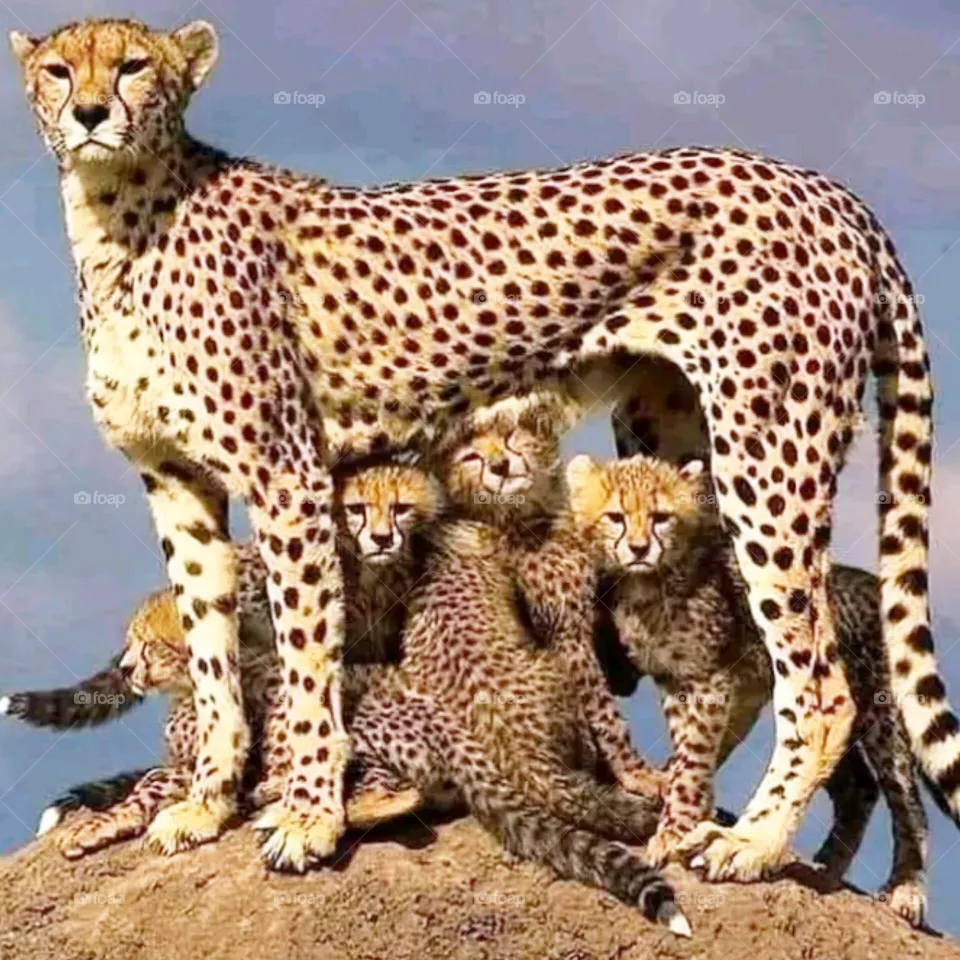 wild animals