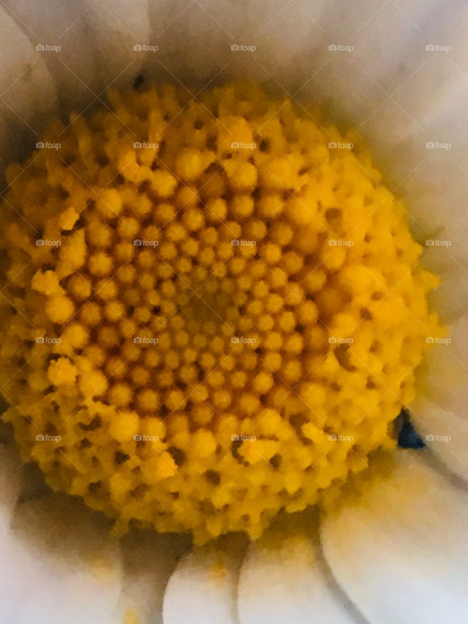 Pollen 