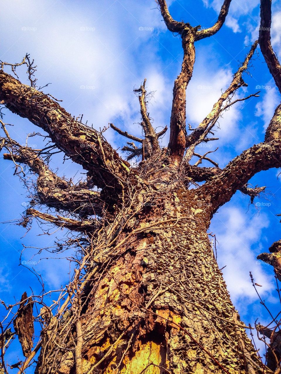 Low angle view of dead tree