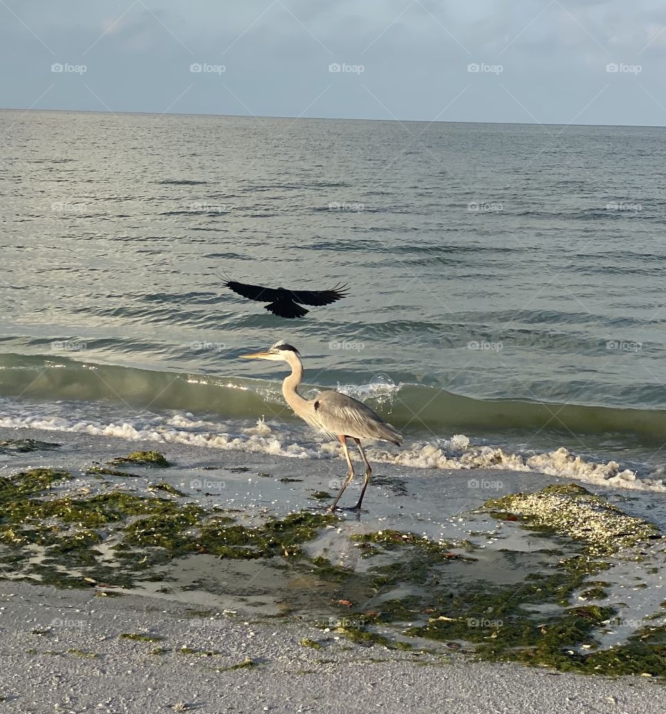 Crow attacking a great blue heron