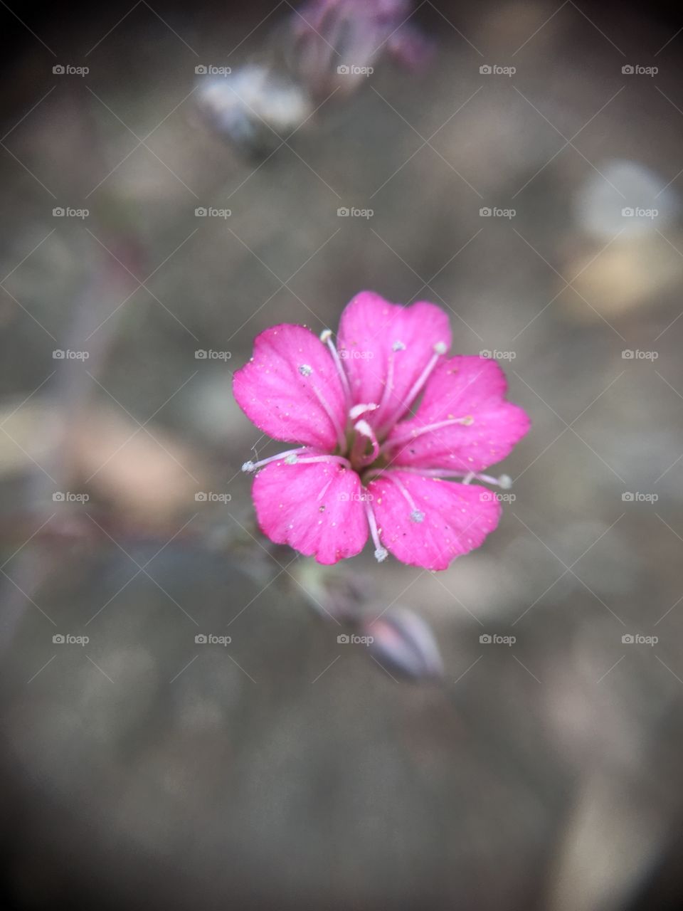 Macro of tiny pink flower 