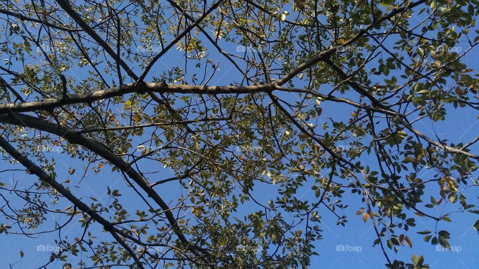A beautiful scene of trees in the jungle.