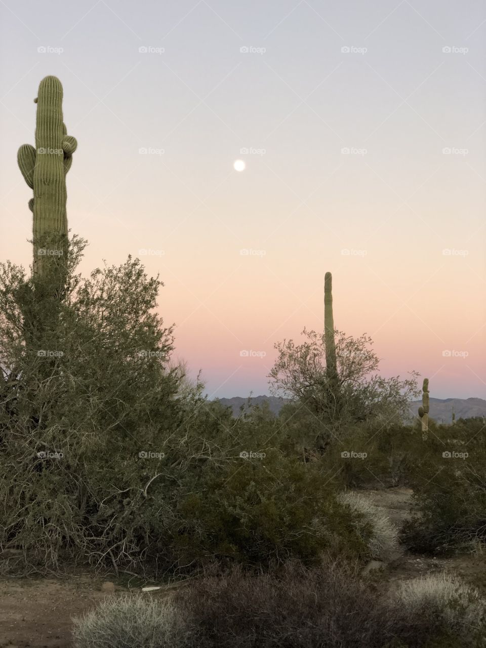 Sunset, Full Moon, and Saguaro