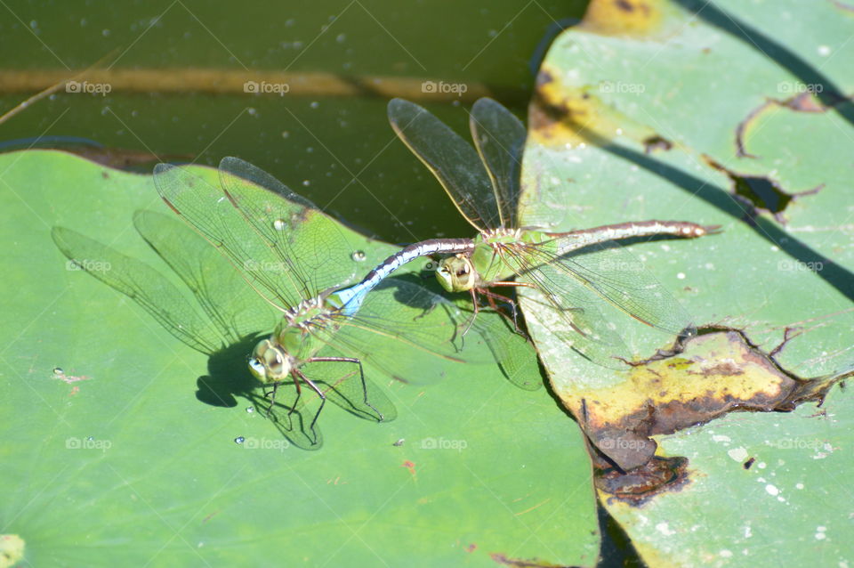 two dragonflies hook together on a lily pad