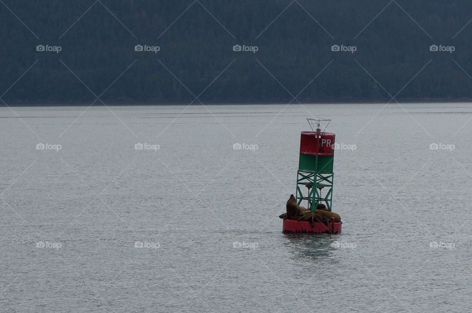 Seals on buoy