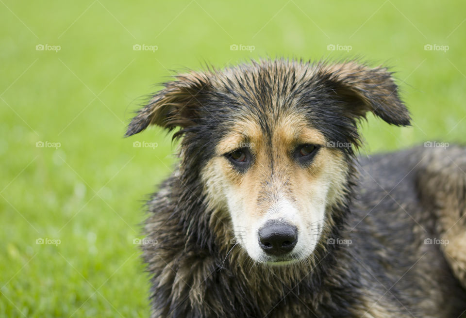 dog likes washing . wet dog after water procedure.